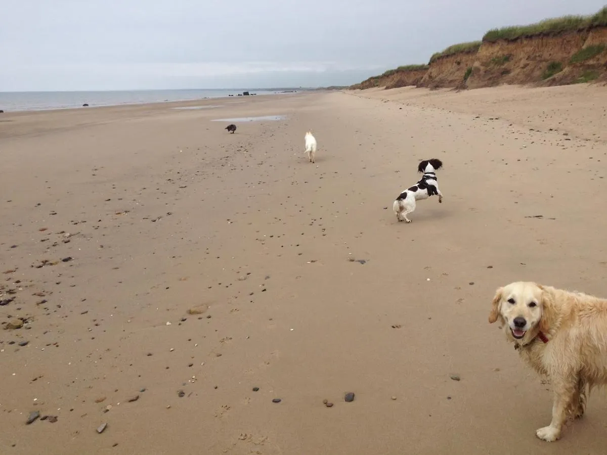 Luxury Dog Friendly Cottage Sleeps 4 브리들링턴 0*,  영국